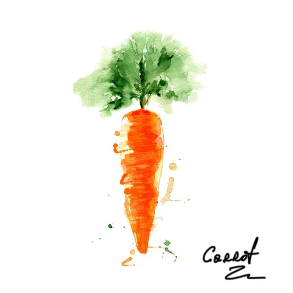 Akvarel, oranžová mrkev. Bio zelenina. Kuchyně výzdoba. — Stock fotografie