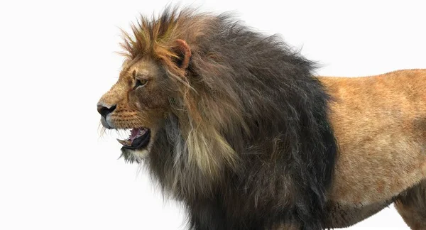 Cabeza de león (3D ) — Foto de Stock