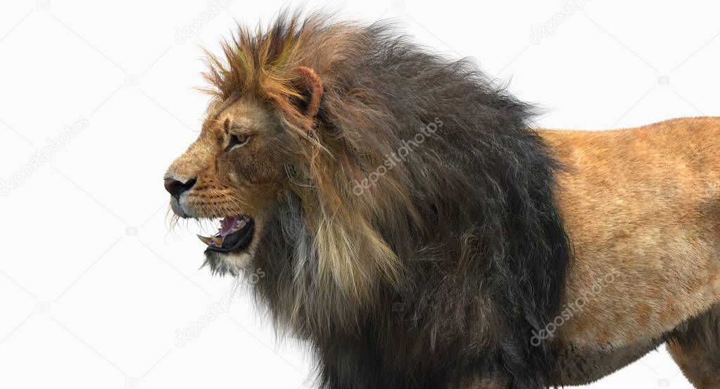 Lion Head (3D)