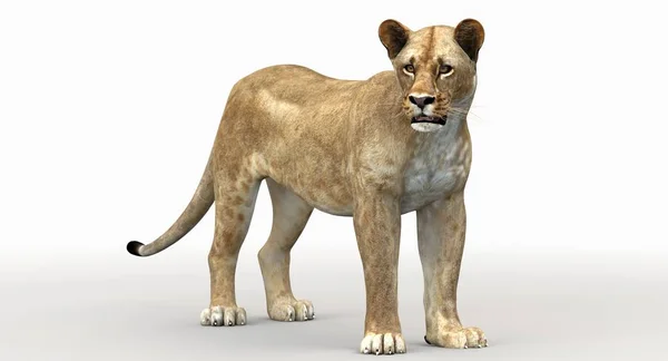 Leoa (Leão 3d ) — Fotografia de Stock