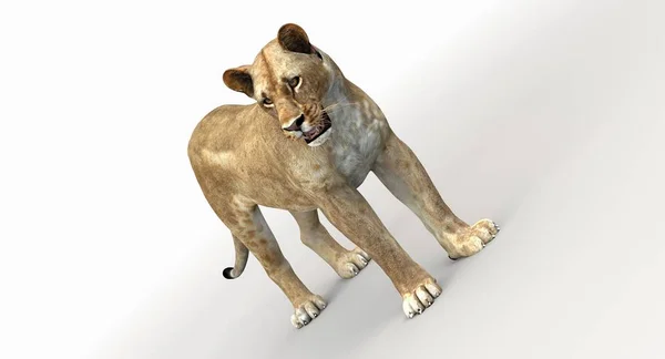 Dişi aslan (Lion 3d) — Stok fotoğraf