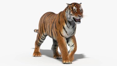 Kaplan Amur (3d)