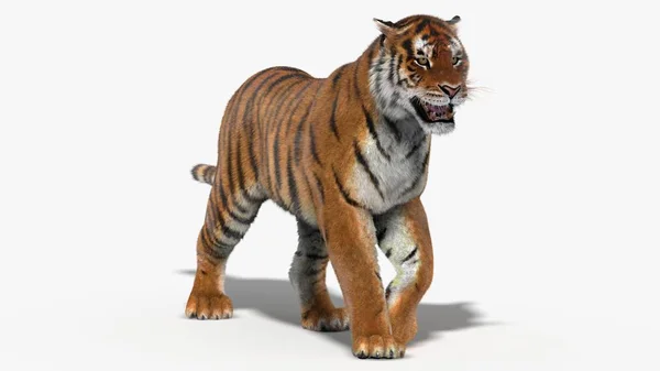 Тигр Амур (3D ) — стоковое фото