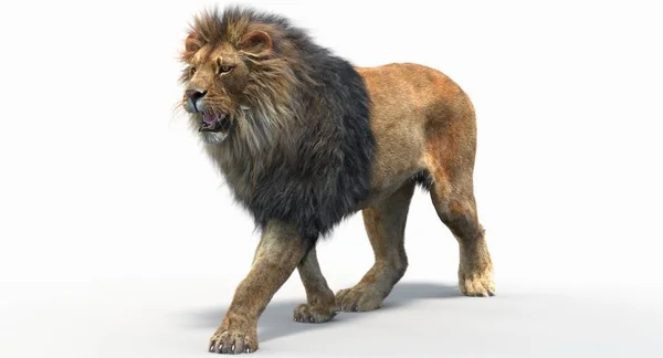 Walking Lion (3D) ) — стоковое фото