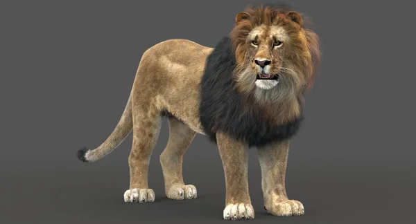 Leão (renderização 3D ) — Fotografia de Stock