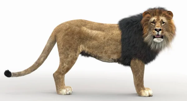 Leão (renderização 3D ) — Fotografia de Stock