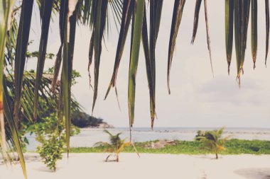 Yeşil palmiye yaprakları okyanus ve gökyüzü arka plan