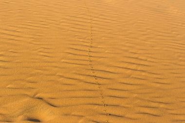 Dalgalı Kum Çölü'nde üzerinde kuşun ayak izleri