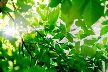 Güneş ışığı ray ile taze yeşil ağaç yaprak