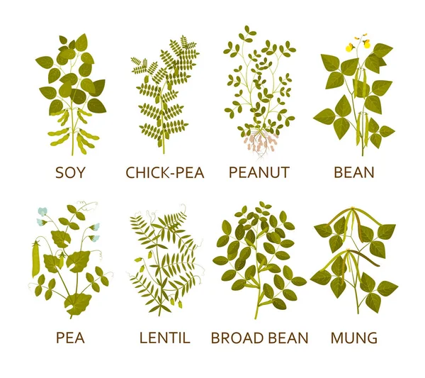 Legumes plantas com folhas, vagens e flores. Ilustração vetorial . —  Vetores de Stock