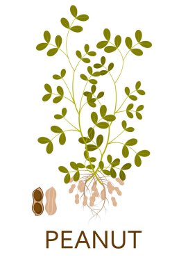 Fıstık bitki yaprakları, kök ve kökleri ile. Vektör çizim.