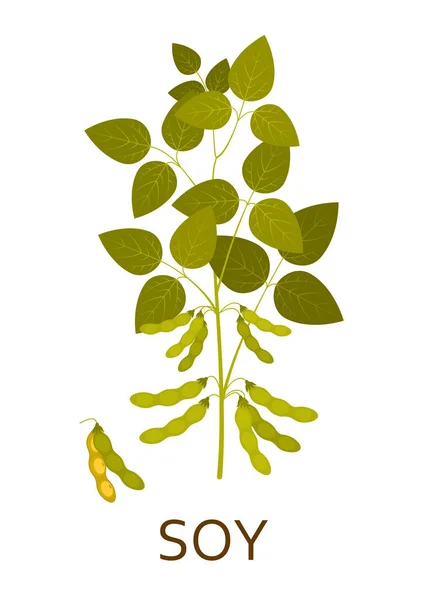 Soy planta med blad och baljor. Vektorillustration. — Stock vektor
