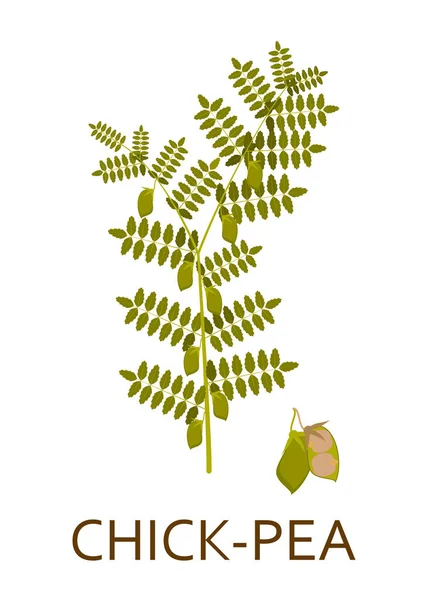Chick pea växt med blad och baljor. Vektorillustration. — Stock vektor