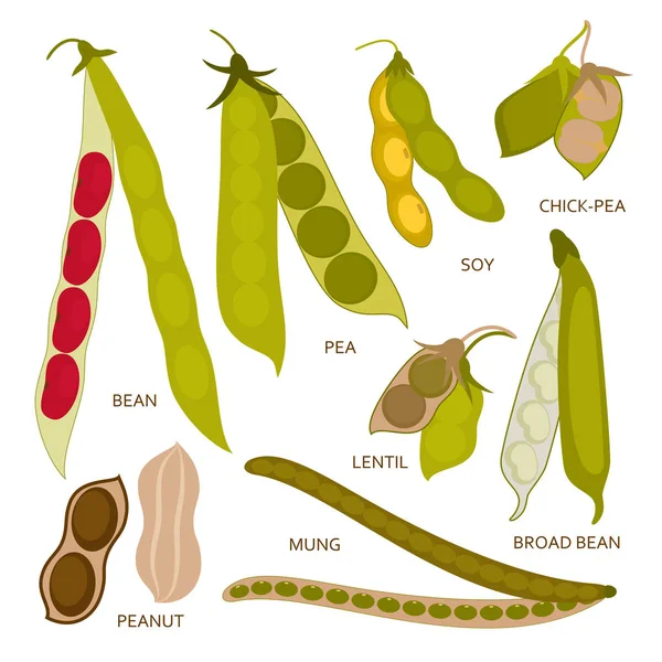 Legumes pods set in flat style. Vector illustration. — Stock Vector