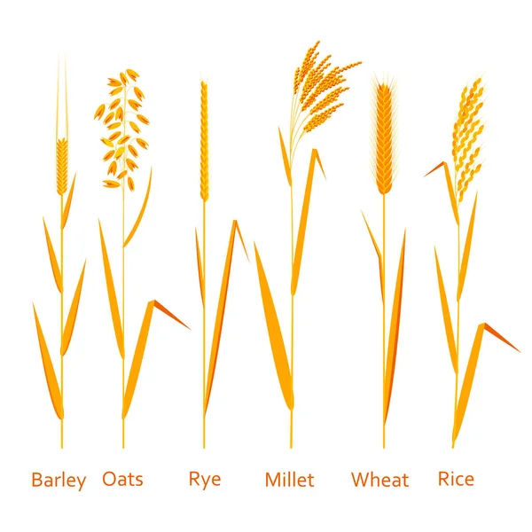 Set piante cerealicole. Fonti di carboidrati. Illustrazione vettoriale colorata . — Vettoriale Stock