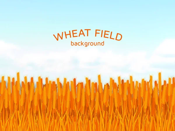 Campo di grano e sfondo cielo blu. Illustrazione vettoriale colorata . — Vettoriale Stock