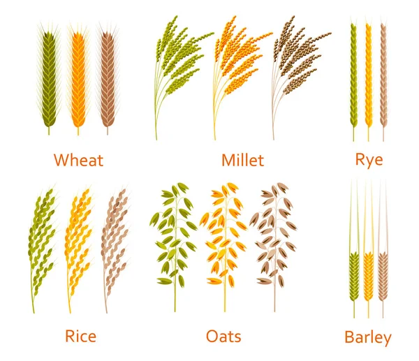Plantas de cereales establecidas. Fuentes de carbohidratos. Ilustración vectorial colorida . — Vector de stock