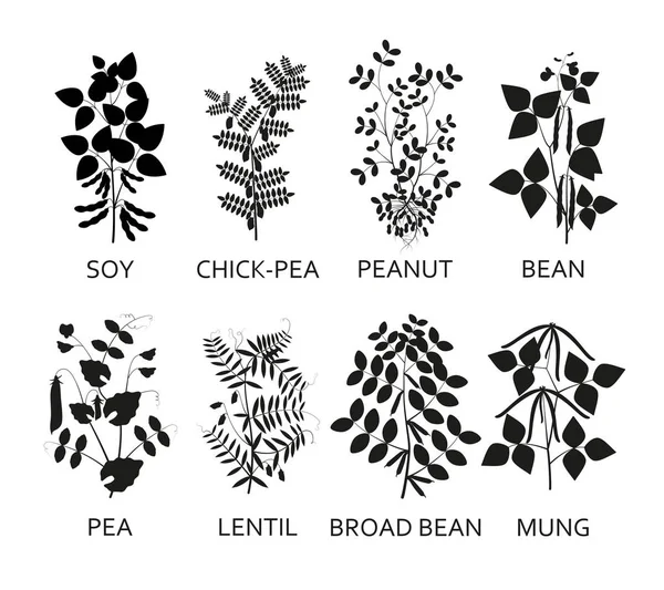 Siluetas de legumbres plantas con hojas, vainas y flores. Ilustración vectorial . — Vector de stock