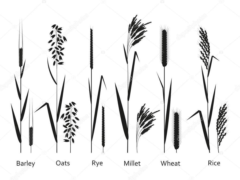 Cereals plants set. Carbohydrates sources.  Vector illustration.  