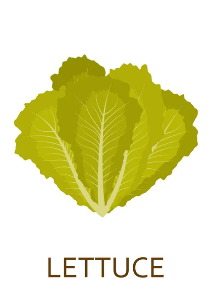 Salade verte isolée sur fond blanc — Image vectorielle