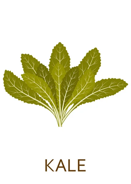 孤立在白色背景上的绿色沙拉植物 — 图库矢量图片