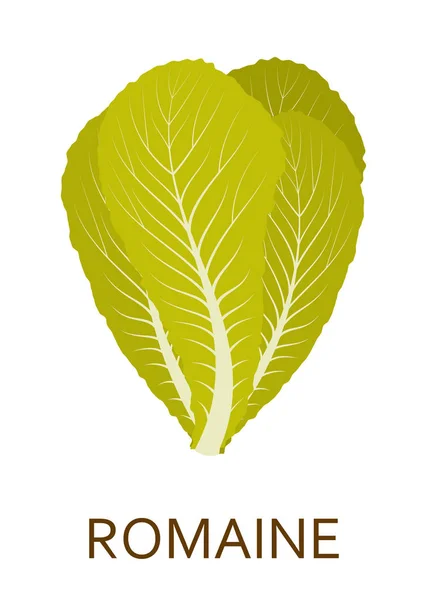 Salade verte isolée sur fond blanc — Image vectorielle