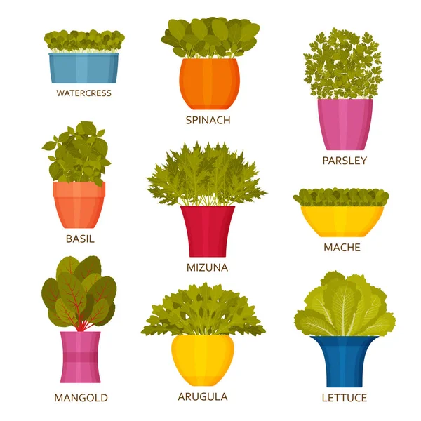 Indoor gardening icons with lettuce — Stock Vector