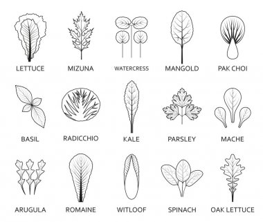 Beyaz arka plan üzerinde izole satır salata yaprakları