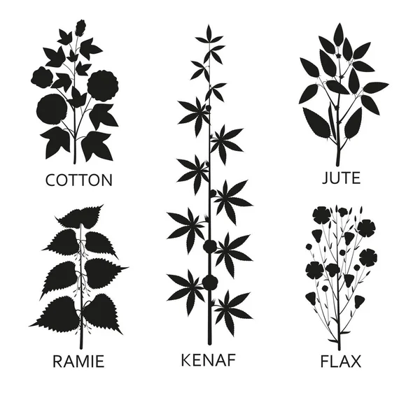 Plantes de coton, ramie, kenaf, jude et lin avec feuilles, gousses et fleurs — Image vectorielle