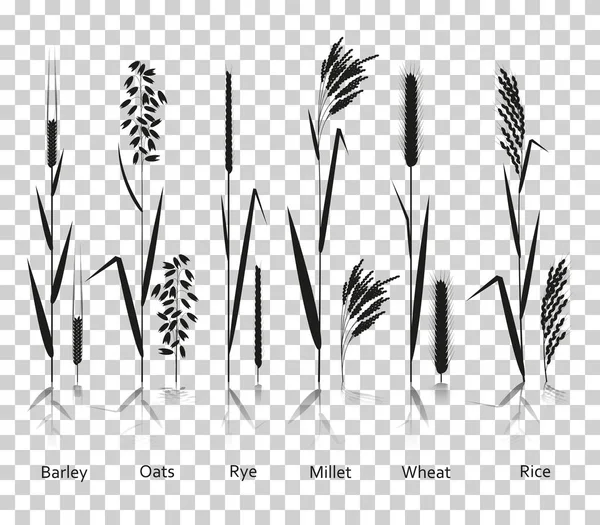 Gabonafélék a növények készlet. Szénhidrát források. Sziluettjét ikonok-val átlátszó háttér elmélkedés — Stock Vector