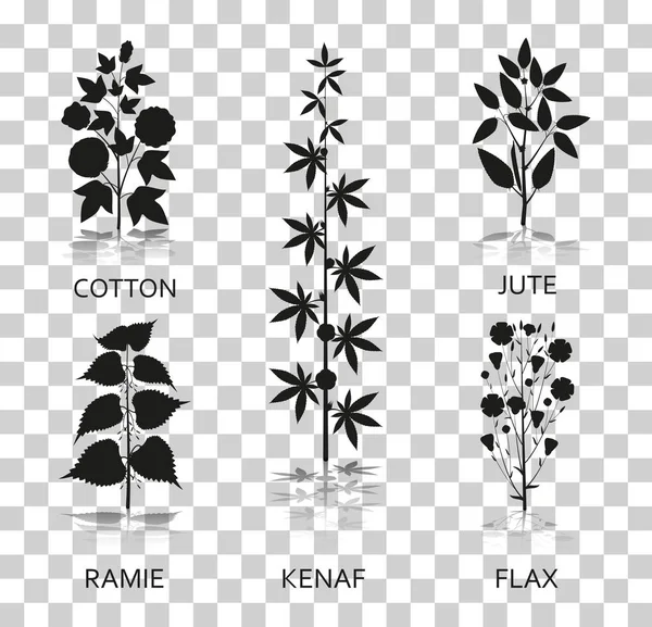 Coton, ramie, kenaf, jude et plantes de lin avec des feuilles, des gousses et des fleurs. Icônes de silhouette avec réflexion sur fond transparent — Image vectorielle