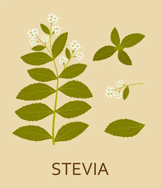 Planta de stevia con hojas y vainas — Vector de stock