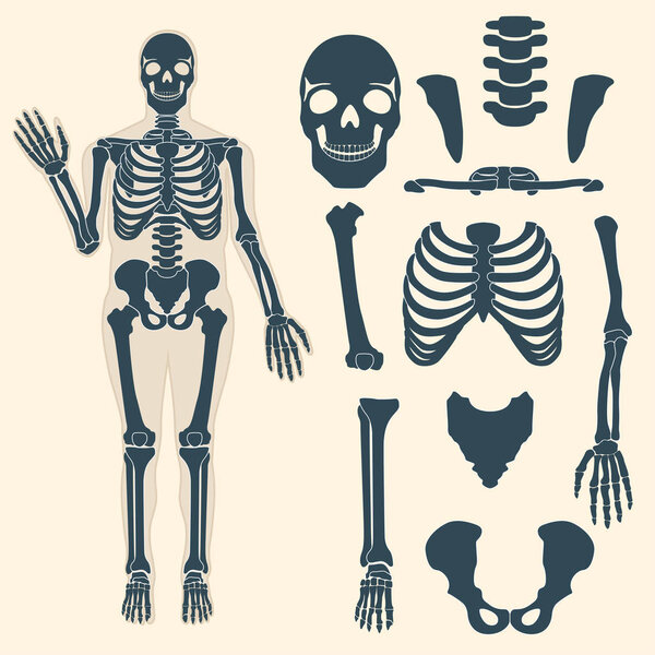 Human skeleton with different parts. Anatomy of human body, wrist and thorax, chest, finger and skull, jaw and pelvis. Skeleton didactic or anatomical body