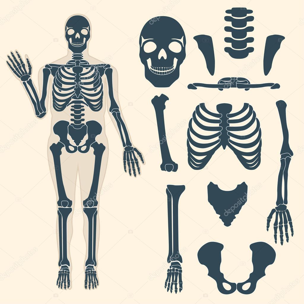 Images: skeleton with parts | Human skeleton with different parts
