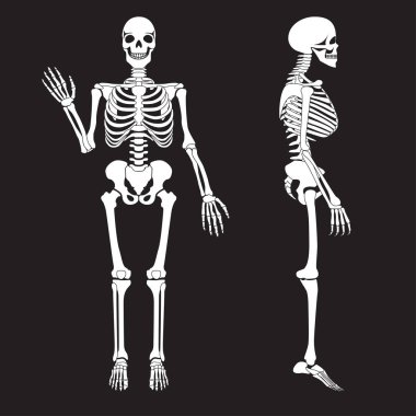 İnsan kemikleri iskelet siluet vektör. İnsan vücudu anatomisi