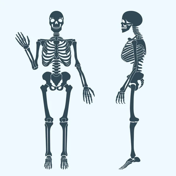 Вектор силуету кісток людини. Анатомія людського тіла — стоковий вектор