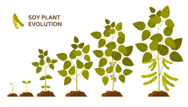 Soy planta evolution med blad, blommor och skida — Stock vektor