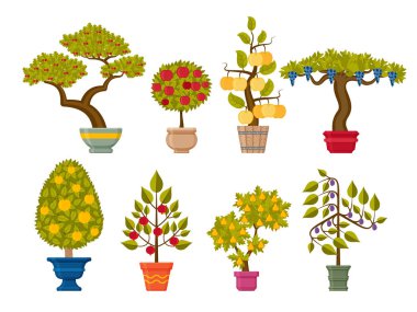 Bonsai ağacı küme. Dekoratif bitki saksı içinde