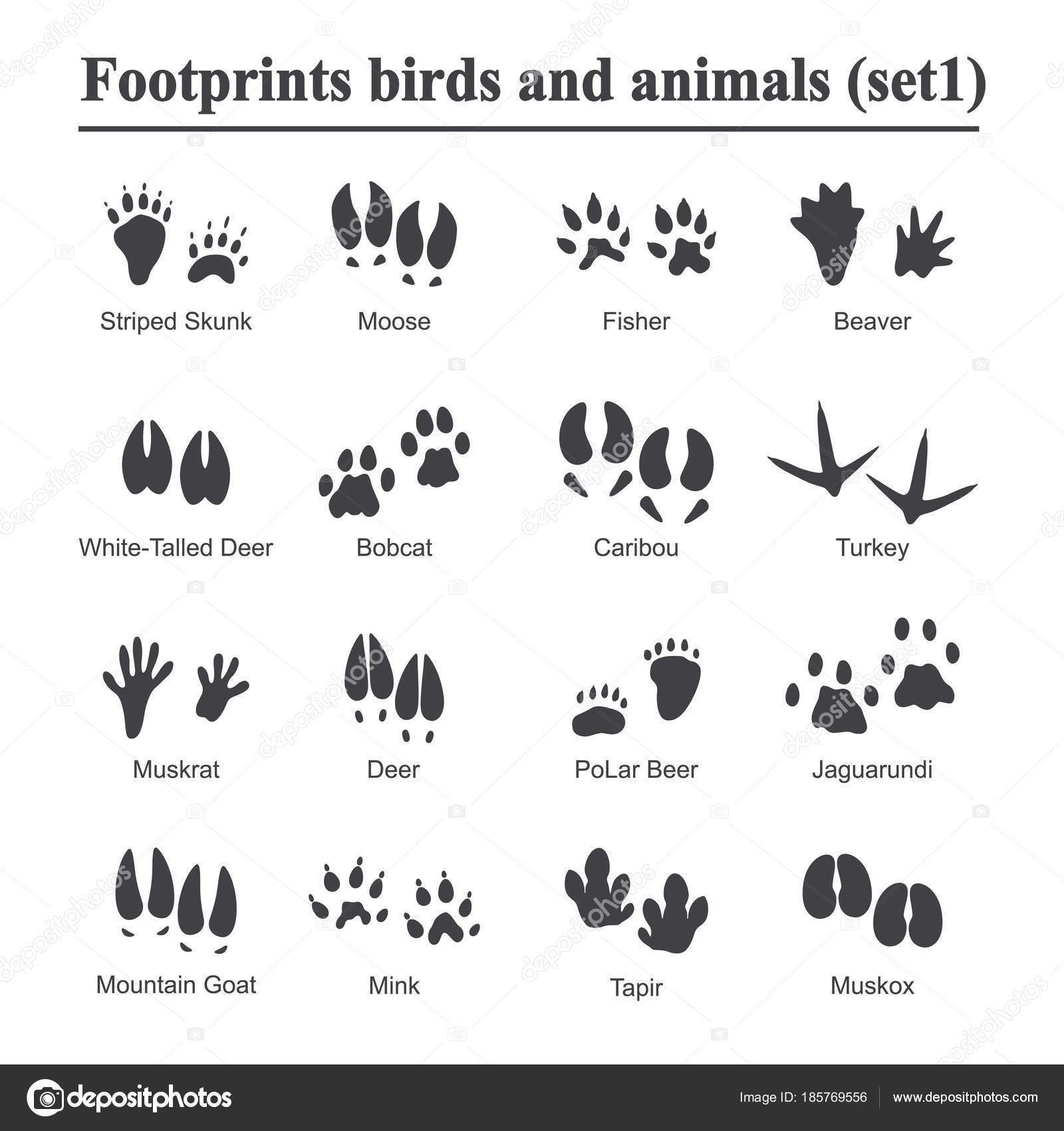 Moule à empreintes et traces d'animaux sauvages - Kikkerland