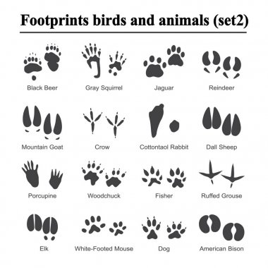 Wildlife animals and birds footprint, animal paw prints vector set. Footprints of variety of animals, illustration of black silhouette footprints clipart
