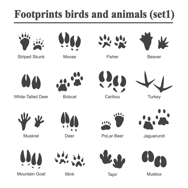 Wildlife animals and birds footprint, animal paw prints vector set. Footprints of variety of animals, illustration of black silhouette footprints — Stock Vector