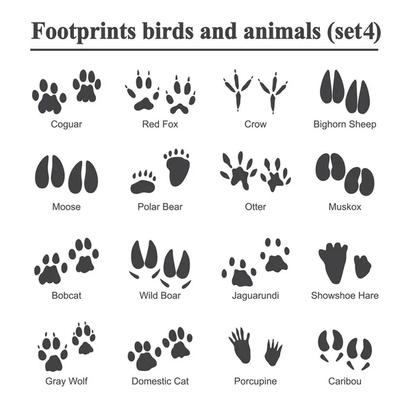 Animais selvagens e aves pegada, animal pata impressões conjunto vetor. Pegadas de vários animais, ilustração de pegadas de silhueta preta — Vetor de Stock