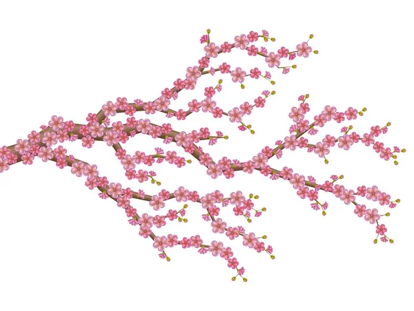 Ветка сакуры с цветущими цветками и бутонами. Весенний цветок вишни — стоковый вектор