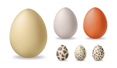 Gerçekçi 3D beyaz ve kahverengi tavuk yumurtaları. Devekuşu ve bıldırcın yumurtası.