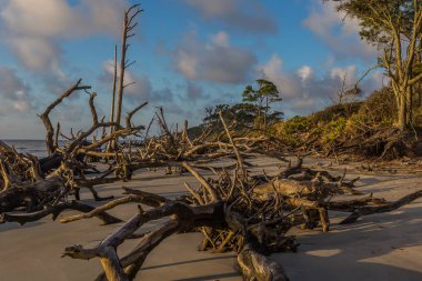 Dalgaların karaya attığı odun Beach, Jekyll Island, Gürcistan 