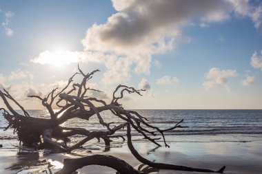 Driftwood Beach, Jekyll Island, Georgia  clipart