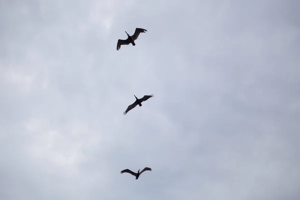 Oiseaux à la plage — Photo