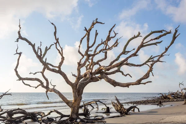 Driftwood пляжу на Jekyll Island — стокове фото