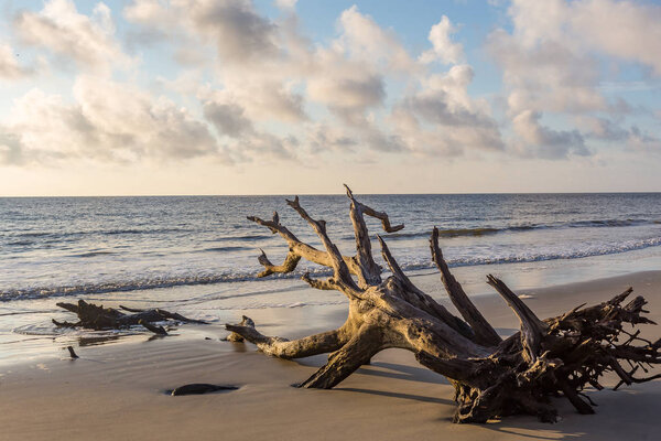 Driftwood Beach, Jekyll Island, Georgia 