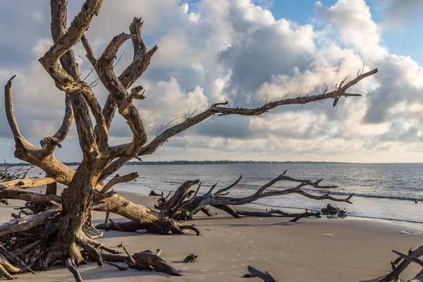 Dalgaların karaya attığı odun Beach, Jekyll Island, Gürcistan 